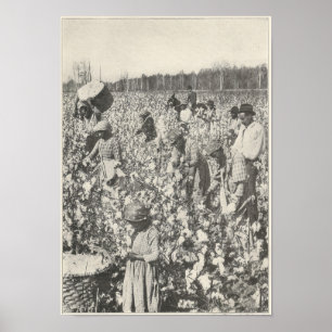 Póster 1916 Pegando Algodão