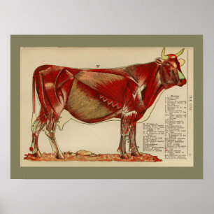 Poster 1917 Vintage Cow Muscle Anatomy Chart