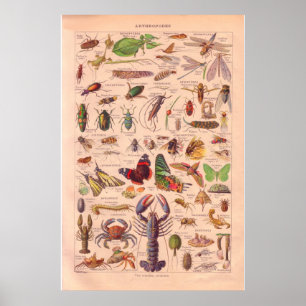 Poster 1920 dos arthopods do vintage