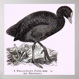 Poster 19th century wasserhuhn or moorhen print