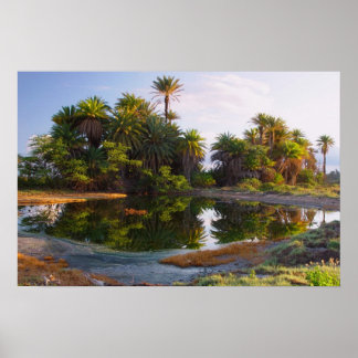 Póster 1.000.000 Anos C.