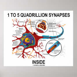 Póster 1 A 5 quadrilhões Synapes Dentro Neuron Synapse