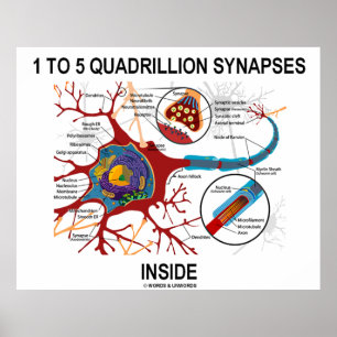 Póster 1 a 5 sinapses do Quadrillion dentro da sinapse do