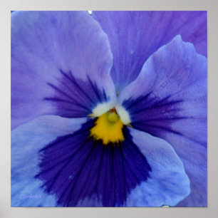 Póster 1 amor perfeito azul da beleza