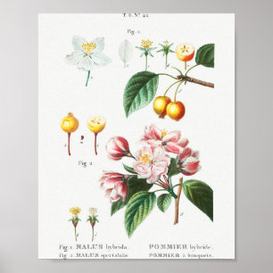 Poster 1 Aroma de flores (Malus hybrida) 2 Fl chinês