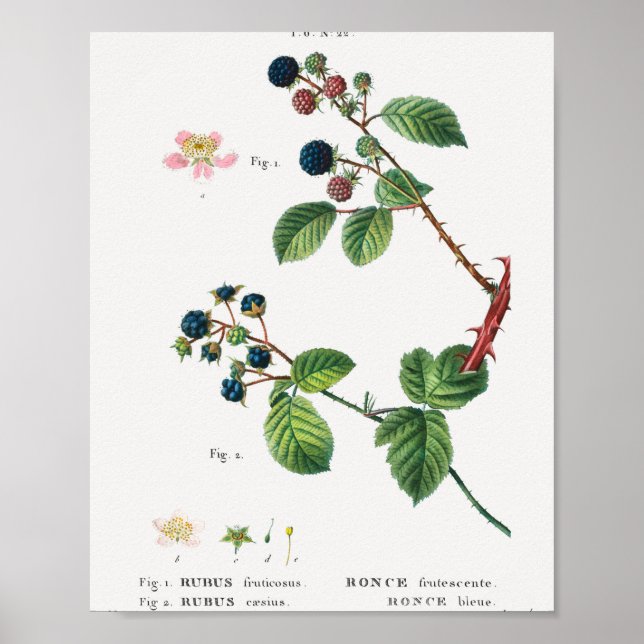 Poster 1 Blackberry (Rubus fruticosus) 2 Dewberry (Rubus) (Frente)