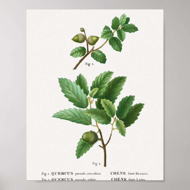 Poster 1 Carvalho Kermes Quercus pseudo-coccifera 2 Carva (Frente)