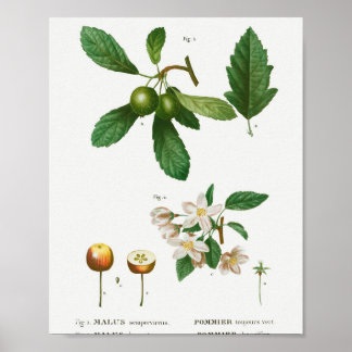 Poster 1 Malus sempervirens do Sul 2 Siberianos