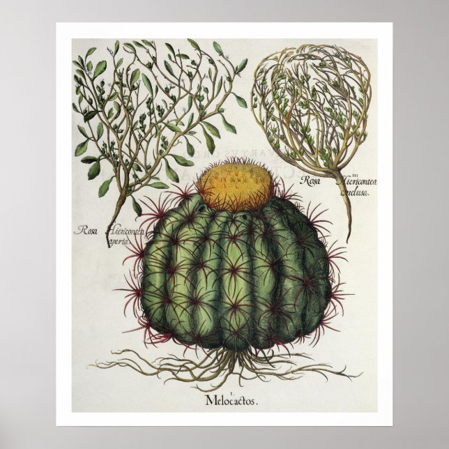 Póster 1.Melocactus; 2.Rosa Hiericontea aperta; 3.Rosa Hi (Frente)