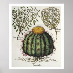 Póster 1.Melocactus; aperta de 2.Rosa Hiericontea; 3.Rosa