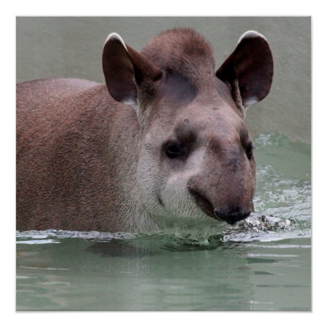 PÓSTER 2015_0101 (Frente)