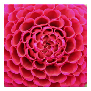 Póster 20" x20", flor do rosa quente de papel de poster