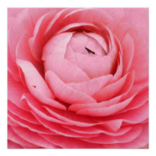 Póster 20"x20", Poster de papel (Semibrilho), cor-de-rosa