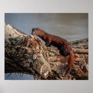 Póster 20x16 American Mink