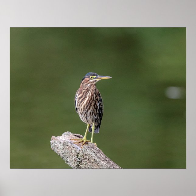 Póster 20x16 Green Heron em um registro (Frente)