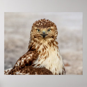 Póster 20x16 Hawk imaturo de pele vermelha no chão