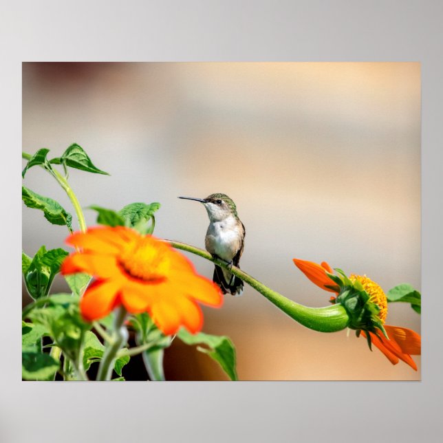 Póster 20x16 Hummingbird numa floração (Frente)