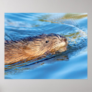 Poster 20x16 Muskrat Vassar Fazenda - Reserva Ecológica