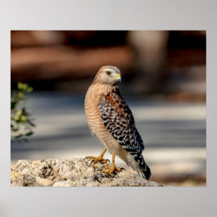 Poster 20x16 Red Shoulked Hawk numa rocha