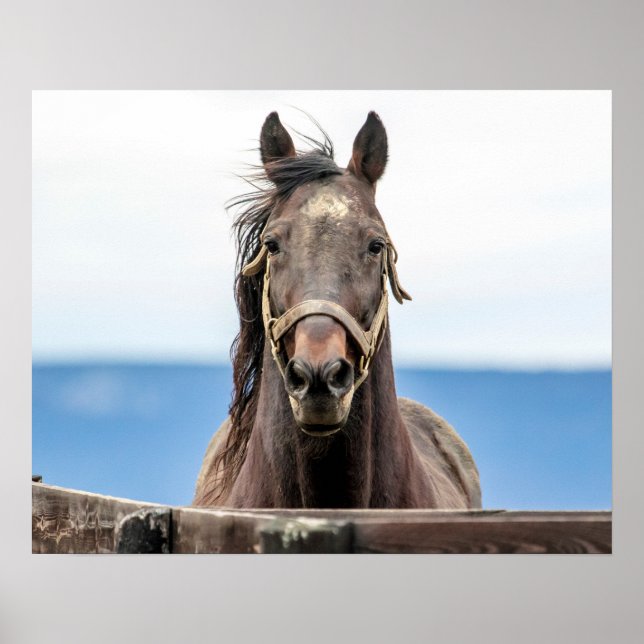 Poster 20x16 Retrato de um cavalo (Frente)