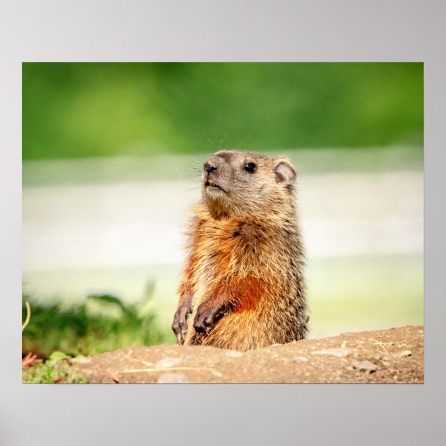 Póster 20x16 Young Groundhog (Frente)