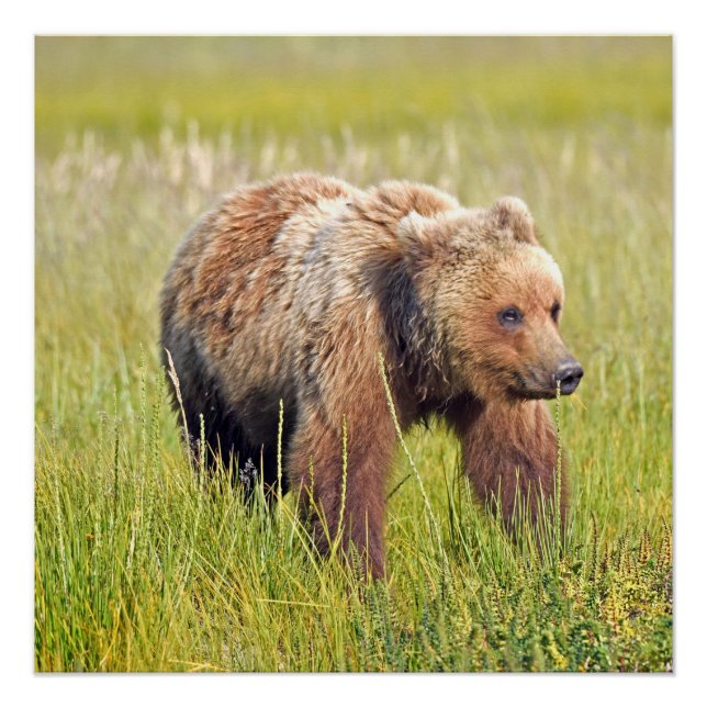 Póster 20x20 Poster brilhante de urso pardo (Frente)