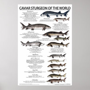 POSTER - 20x30 - CAVIAR STURGEON DO MUNDO