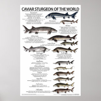 POSTER - 20x30 - CAVIAR STURGEON DO MUNDO