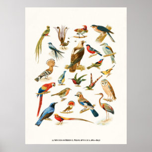 Poster 22 Espécies de aves L. Prang & Co Botânica