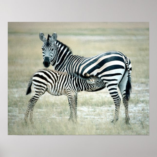 PÓSTER 24114480 (Frente)