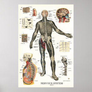 Poster 24 x 36 da anatomia do sistema nervoso