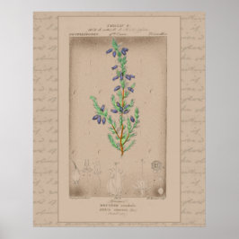 Poster 24X30 Ilustração Botânica Francesa Heather