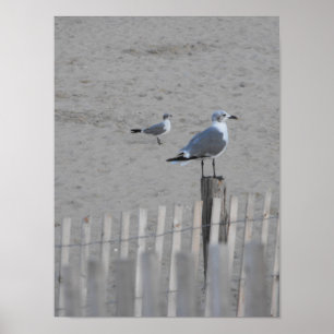 Póster ~ 25,5 da praia