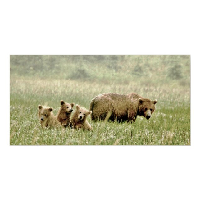Póster 28x14 Poster brilhante de ursos e filhotes (Frente)