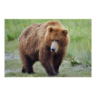 Póster 28x18,67 Poster brilhante de urso pardo