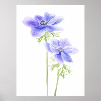 Poster 2 anêmona roxa na floração