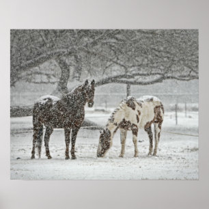 Póster 2 Cavalos no inverno durante neveweather forecast