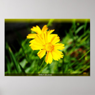 Poster 2 flores amarelas