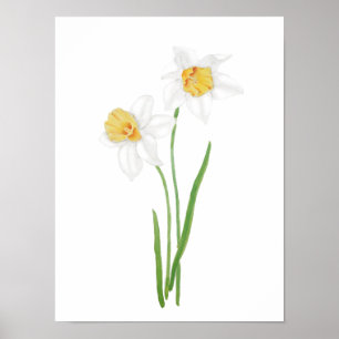 Poster 2 flores brancas daffodil aquarela