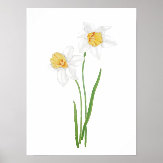 Poster 2 flores brancas daffodil aquarela (Frente)