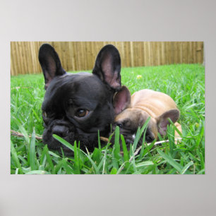 Póster 2 Frenchies na grama