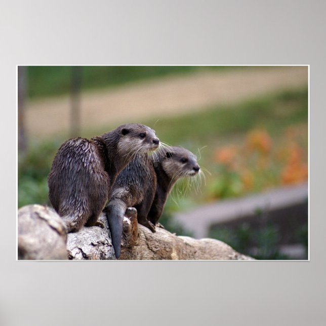 Poster 2 lontras (Frente)