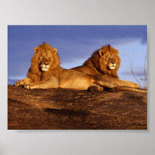 Poster 2 Lounging Lions