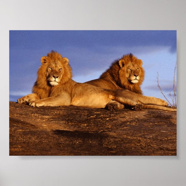 Poster 2 Lounging Lions (Frente)