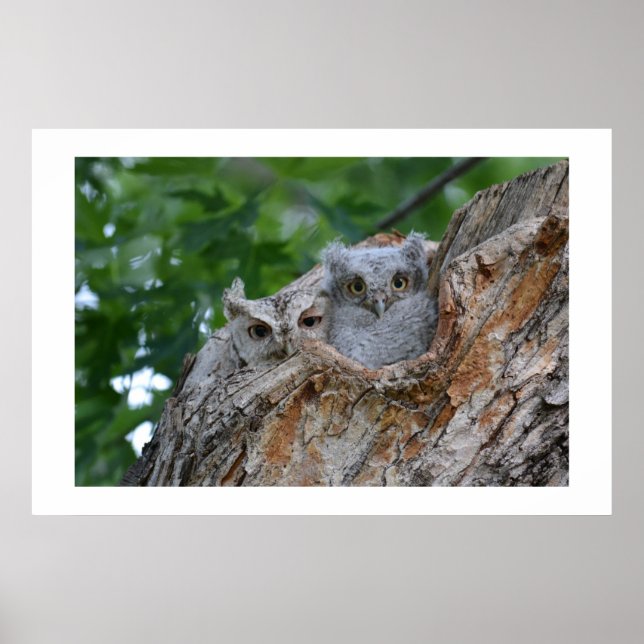 Poster 2 pássaros lúvios (Frente)