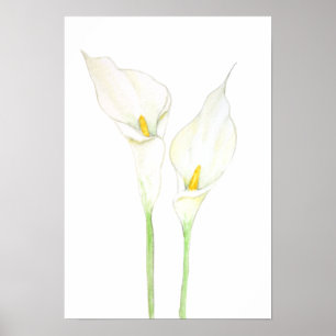 Poster 2 white calla lily watercolor