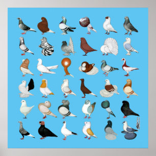 Póster 36 raças do pombo