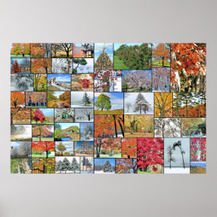 Poster 36 x 24 da colagem das árvores