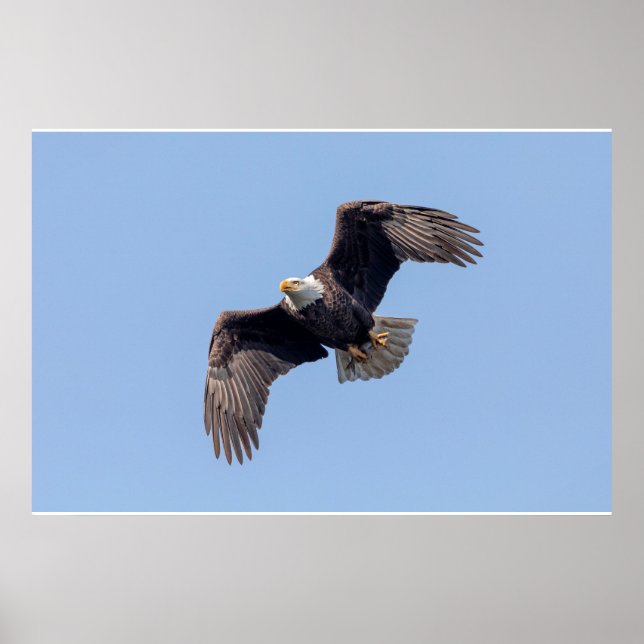 Poster 36x24 Bald Eagle em voo (Frente)