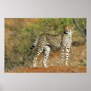 Poster - 36x24 Cheetah